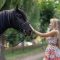 Formation Travail à pied avec mon cheval (Marie Madec)